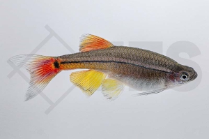 040033_Tanichthys-albonubes_Schleierkardinal_01