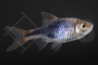040034_Rasbora-heteromorpha_Keilfleckbarbe-schwarz_01