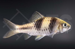 040035_Barbus-lateristriga-zelleri_Kreuzbandbarbe_01