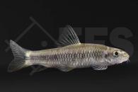 040043_Garra-ceylonensis_Ceylon-Saugbarbe_01