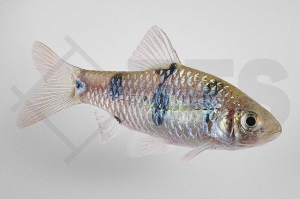 040050_Barbodes-dunckeri_Clownbarbe_01