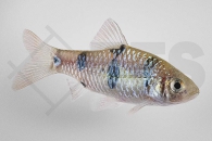 040050_Barbodes-dunckeri_Clownbarbe_01