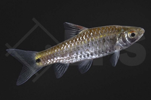 040051_Plesiopuntius-bimaculatus_Zweifleckbarbe_02