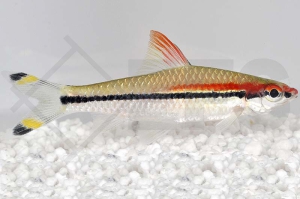 040052_Sahyadria-denisonii_Rotstreifenbarbe_01