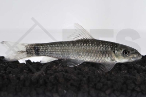 040053_Garra-hughi_Super-Algenfresser_01