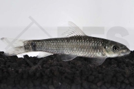 040053_Garra-hughi_Super-Algenfresser_01