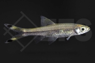 040058_Rasbora-trilineata_Glasbaerbling_01