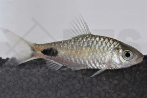 040059_Dawkinsia-filamentosus_Schwarzfleckbarbe_01