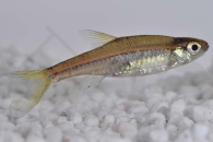 040063_Trigonopoma-pauciperforatum_Rotstreifenbaerbling_01