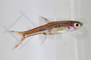 040066_Boraras-brigittae_Mosquitorasbora_01