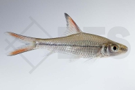 040071_Cyclocheilichthys-janthochir_Schoenflossen-Flussbarbe_01