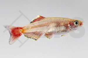 040074_Tanichthys-albonubes_Kardinalfisch-gold_01