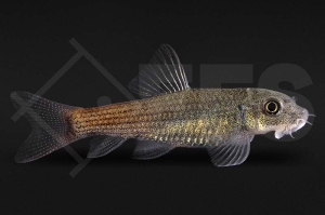 040075_Garra-panitvongi_Burma-Rotschwanzgarra_01