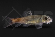 040075_Garra-panitvongi_Burma-Rotschwanzgarra_01