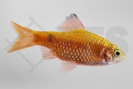 040078_Puntius-conchonius_Prachtbarbe-gold_01