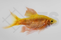 040079_Puntius-conchonius_Schleierprachtbarbe-gold_01