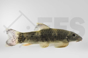 040087_Garra-flavatra_Prachtalgenfresser_01