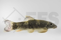 040087_Garra-flavatra_Prachtalgenfresser_01