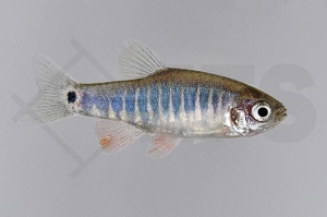 040090_Danio-erythromicron_Querstreifen-Zwergbaerbling_01
