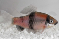 040093_Barbus-fasciatus_Gluehkohlenbarbe_01