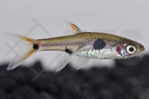 040094_Boraras-maculatus_Zwergbaerbling_01