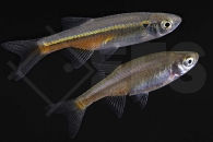 040095_Devario-sondhii_Firelinebaerbling_01