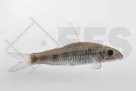 040098_Garra-spilota_Gefleckter-Algenfresser_01