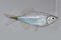 040104_Danio-devario_Tuerkisbaerbling_01