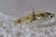 040105_Pethia-gelius_Fleckenbarbe_01