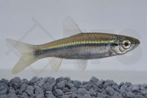 040109_Rasbora-daniconius_Schlankbaerbling_01