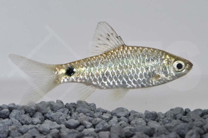 040118_Pethia-stoliczkana_Sonnenfleckbarbe_01