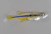 040119_Chela-dadyburjori_Kielbauchbaerbling_01