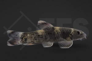 040125_garra-flavatra_prachtalgenfresser_M_03