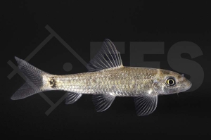 040135_Crossocheilus-latius_Glimmerlabeo_01