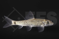 040135_Crossocheilus-latius_Glimmerlabeo_01