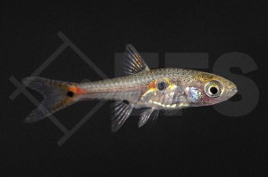 040136_Boraras-micros_Microrasbora_01