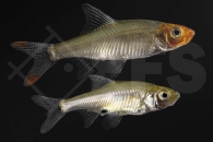 040139_Sawbwa-resplendens_Nacktlaube_02