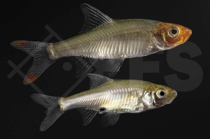 040139_Sawbwa-resplendens_Nacktlaube_02