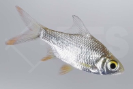 040142_Barbodes-schwanenfeldii_Brassenbarbe_01