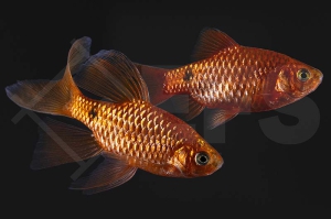 040143_Puntius-conchonius_Prachtbarbe_Schleierprachtbarbe_orange_01