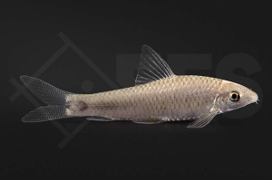 040149_Crossocheilus-reticulatus_Pinselalgenfresser_gold_01