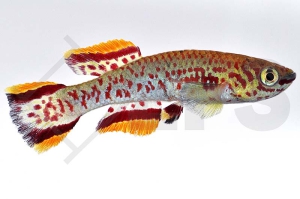 050003_Aphyosemion-gardneri_Gardners-Prachtkaerpfling_01