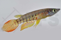 050008_Aplocheilus-lineatus_Streifenhechtling_01