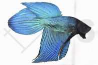 050010_Betta-splendens_Kampffisch-m_01