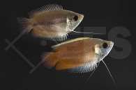 050013_Colisa-chuna_Honiggurami_01