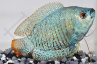 050015_Colisa-lalia_Zwergfadenfisch-neonblau_01