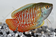 050017_Colisa-lalia_Zwergfadenfisch_01