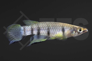 050018_Epiplatys-dageti_Querbandhechtling_01