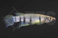 050018_Epiplatys-dageti_Querbandhechtling_01