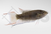 050021_Macropodus-spechti_Schwarzer-Makropode_01